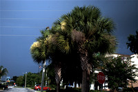 Storm brewing behind palms, sunset.JPG